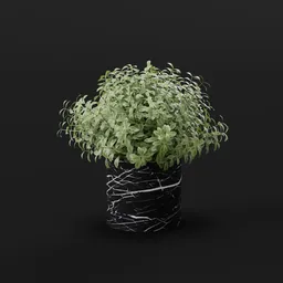 Decorative Potted Green Shrub