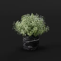 Decorative Potted Green Shrub