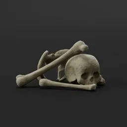 Realistic 3D skeleton bones and skull model for Blender, detailed anatomy asset.