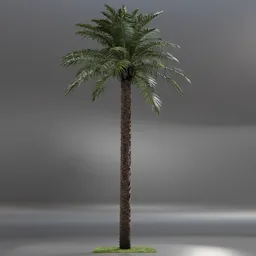 Dactylifera Palm Tree animated
