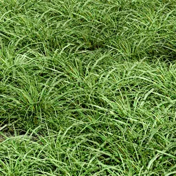 Grass