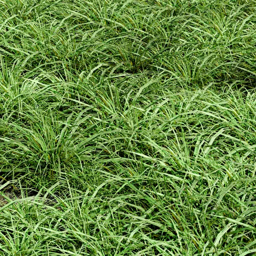 Grass