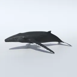 Humpback Whale