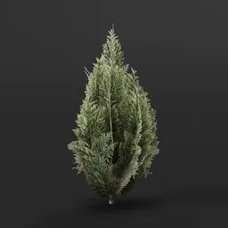 Red Cedar Bush Small Variation