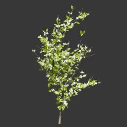 Young Cherry Blossom Tree