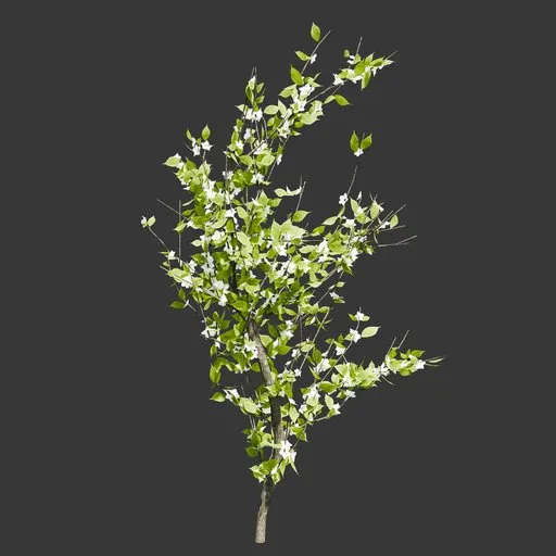 Young Cherry Blossom Tree