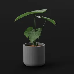 Elephant Ear Taro Small Var Potted