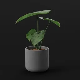 Elephant Ear Taro Small Var Potted