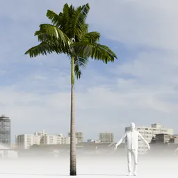 Imperial PalmTree