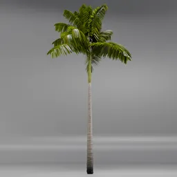 Imperial PalmTree
