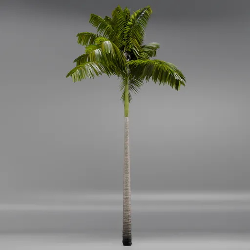 Imperial PalmTree