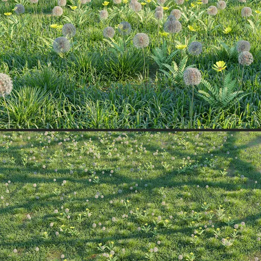 Grass