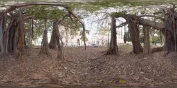 Underneath ancient trees, panoramic HDR image for 3D scene lighting with natural park ambience.