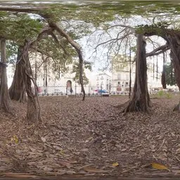 Old Tree in City Park