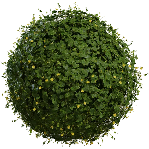 Celandine 01