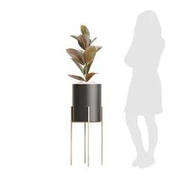 Indoor Plant Rubber Ficus Elastica