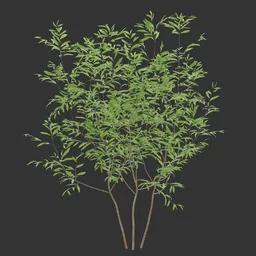 Summer Simple Bush Q