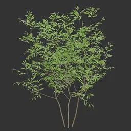 Simple Bush Plant