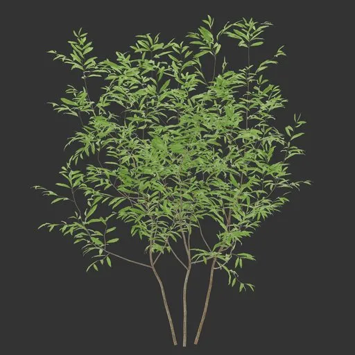 Simple Bush Plant