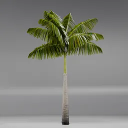 Imperial PalmTree