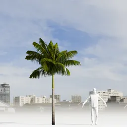 Imperial PalmTree
