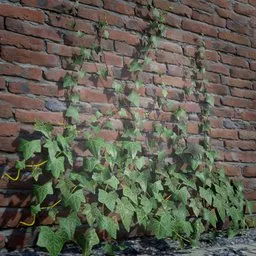 Ivy Creeper Going Up 1M 05