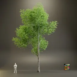 European Maple Acer Campreste