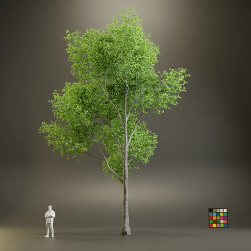 European Maple Acer Campreste