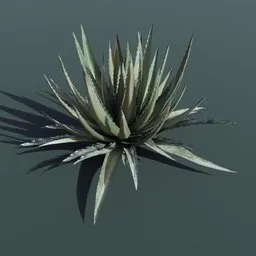 Plant Lechuguilla Large