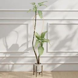 Tall Decorative Indoor Plant