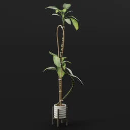 Tall Decorative Indoor Plant