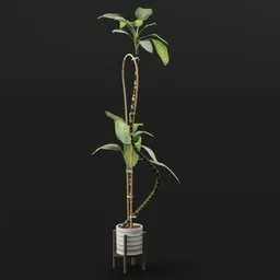 Tall Decorative Indoor Plant