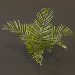 Alexandra Palm Plant Big Var