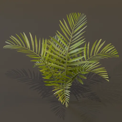 Alexandra Palm Plant Big Var