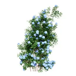 Climbing Roses Wall Grow Blue