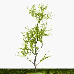 Small Decidious Tree