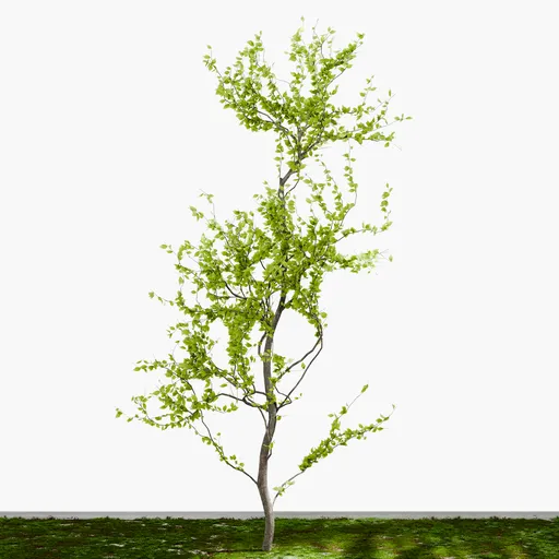 Small Decidious Tree