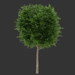 Sphere Tree Plant