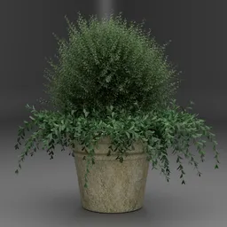 Potted Green Bush
