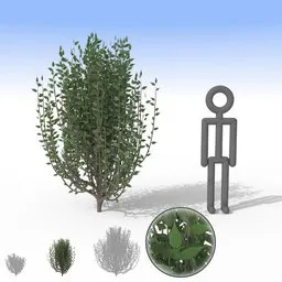Detailed Blender 3D model of a medium-sized spindly bush with separate foliage, perfect for garden landscapes.