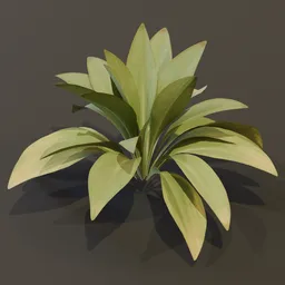 Haran Cast Iron Plant Med