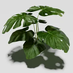Tropical Monstera Plant