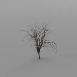 Tree without leaves