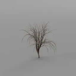 Tree without leaves