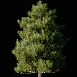 A Pine Tree