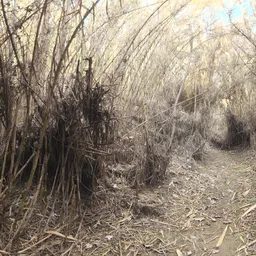 Spooky Bamboo Morning
