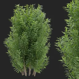 Tall Simple Bush plant