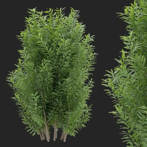 Tall Simple Bush plant