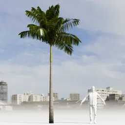 Imperial PalmTree