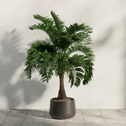 Potted Areca Palm